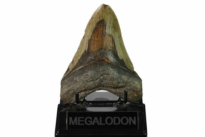 Fossil Megalodon Tooth - North Carolina #167011